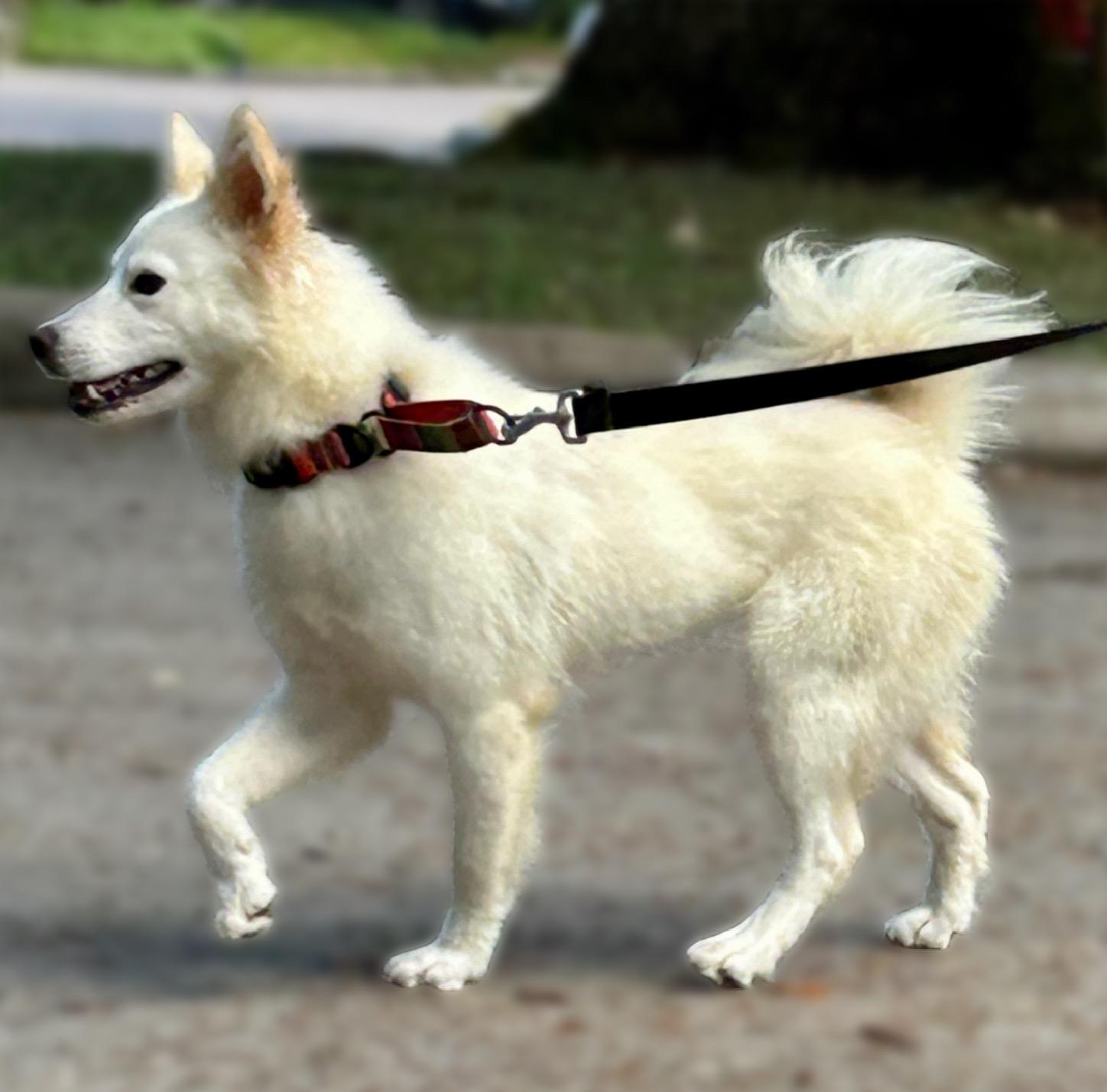 Enlarge Samantha (Sami), a Adopted mixed breed in Houston, TX image 3/6