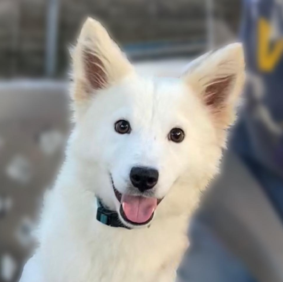 Enlarge Samantha (Sami), a Adopted mixed breed in Houston, TX image 1/6