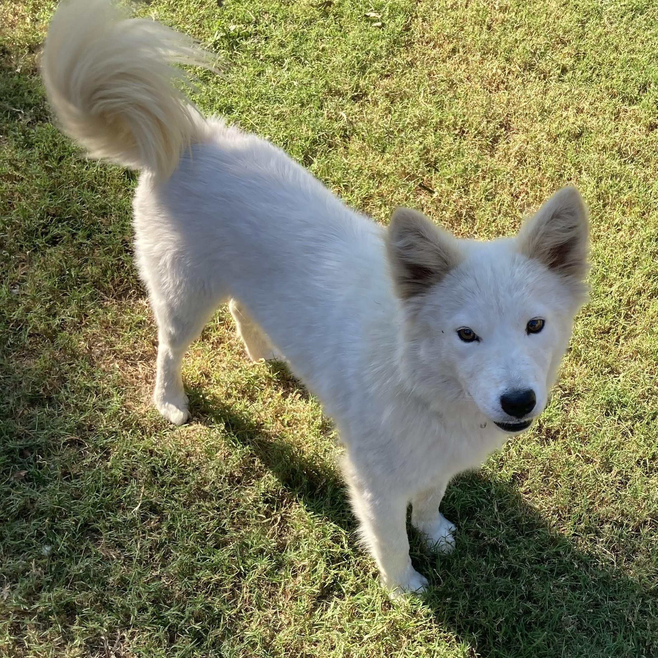 Enlarge Samantha (Sami), a Adopted mixed breed in Houston, TX image 6/6