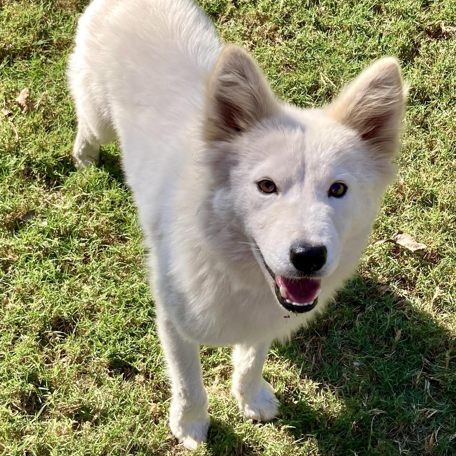 Enlarge Samantha (Sami), a Adopted mixed breed in Houston, TX image 5/6