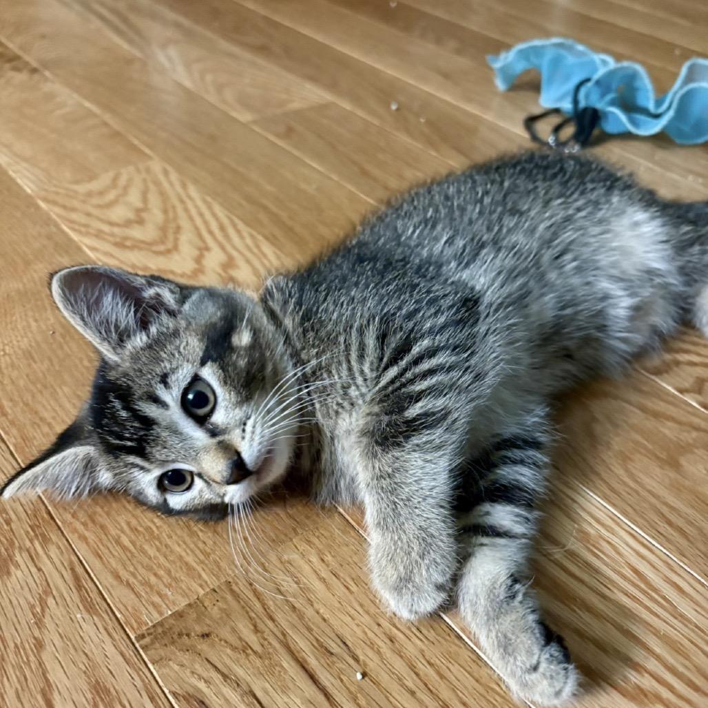 Kol (blue), Adoptable, Kitten Male Domestic Short Hair & Domestic Short Hair.