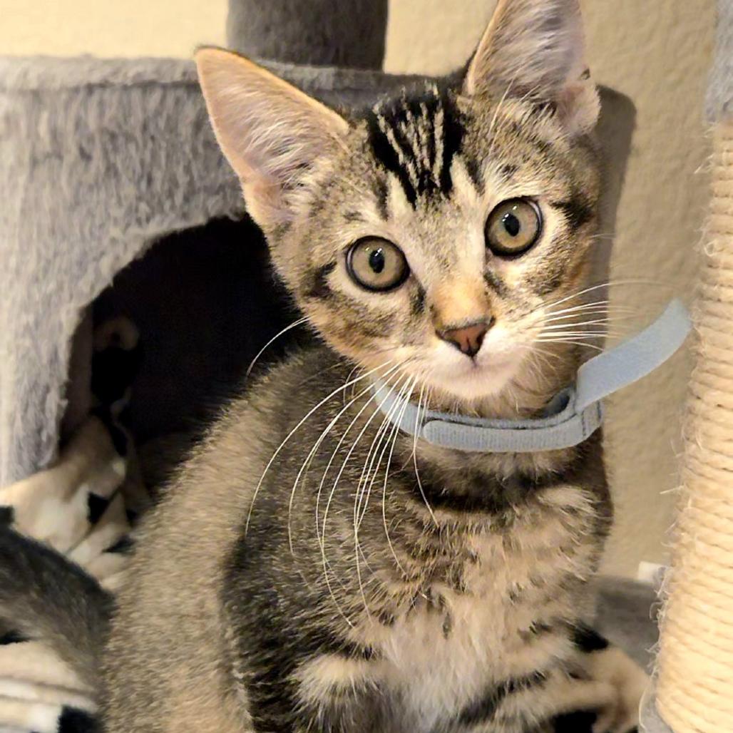 Kol (blue), a Adoptable mixed breed in Commerce City, CO image 1/6