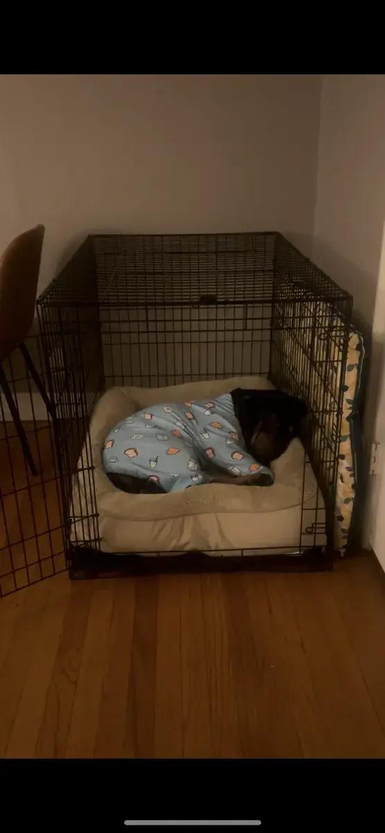 Enlarge Henry, a ADOPTABLE Rottweiler in Polk, OH image 3/5