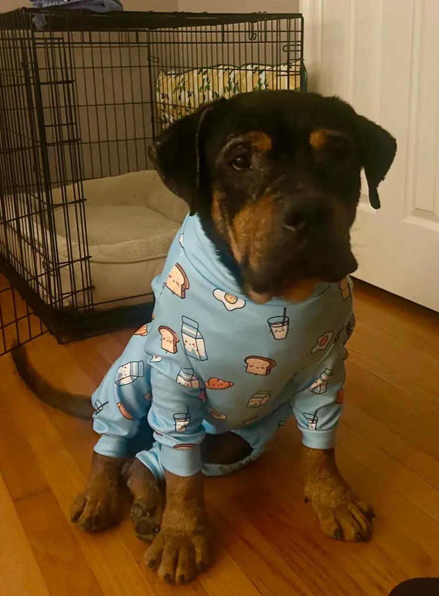 Enlarge Henry, a ADOPTABLE Rottweiler in Polk, OH image 4/5