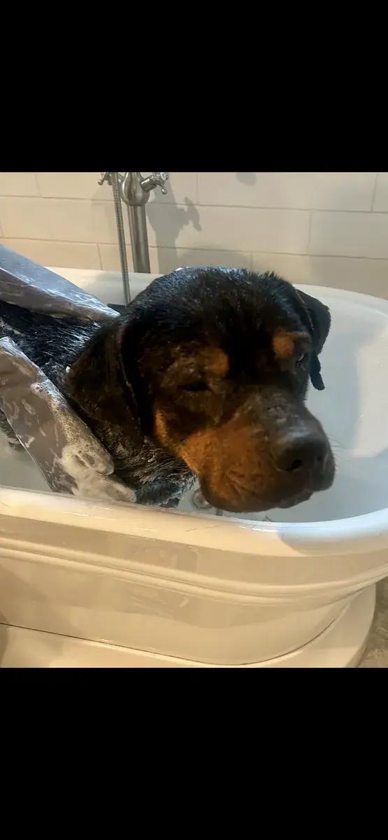 Enlarge Henry, a ADOPTABLE Rottweiler in Polk, OH image 5/5