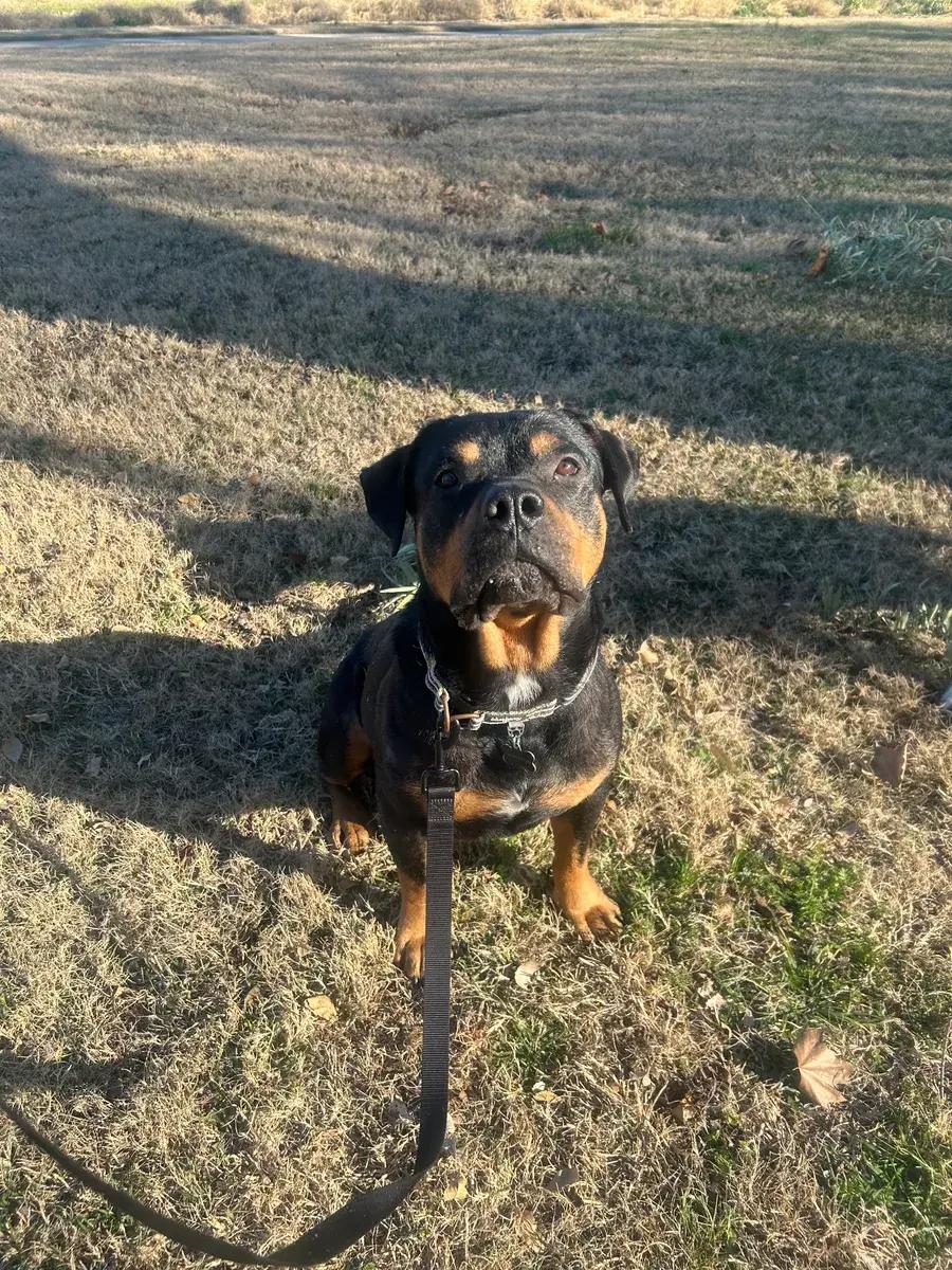 Enlarge Henry, a ADOPTABLE Rottweiler in Polk, OH image 2/5