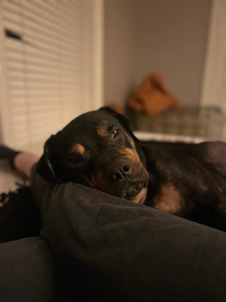 Enlarge Henry, a ADOPTABLE Rottweiler in Polk, OH image 1/5