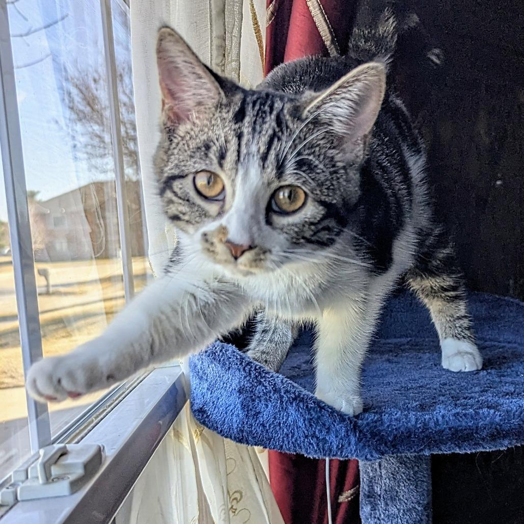 Enlarge Alula, a Adoptable Domestic Short Hair in Hanna City, IL image 1/2