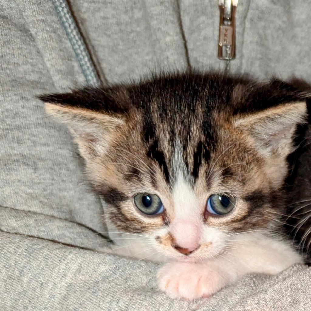 Enlarge Alula, a Adoptable Domestic Short Hair in Hanna City, IL image 2/2