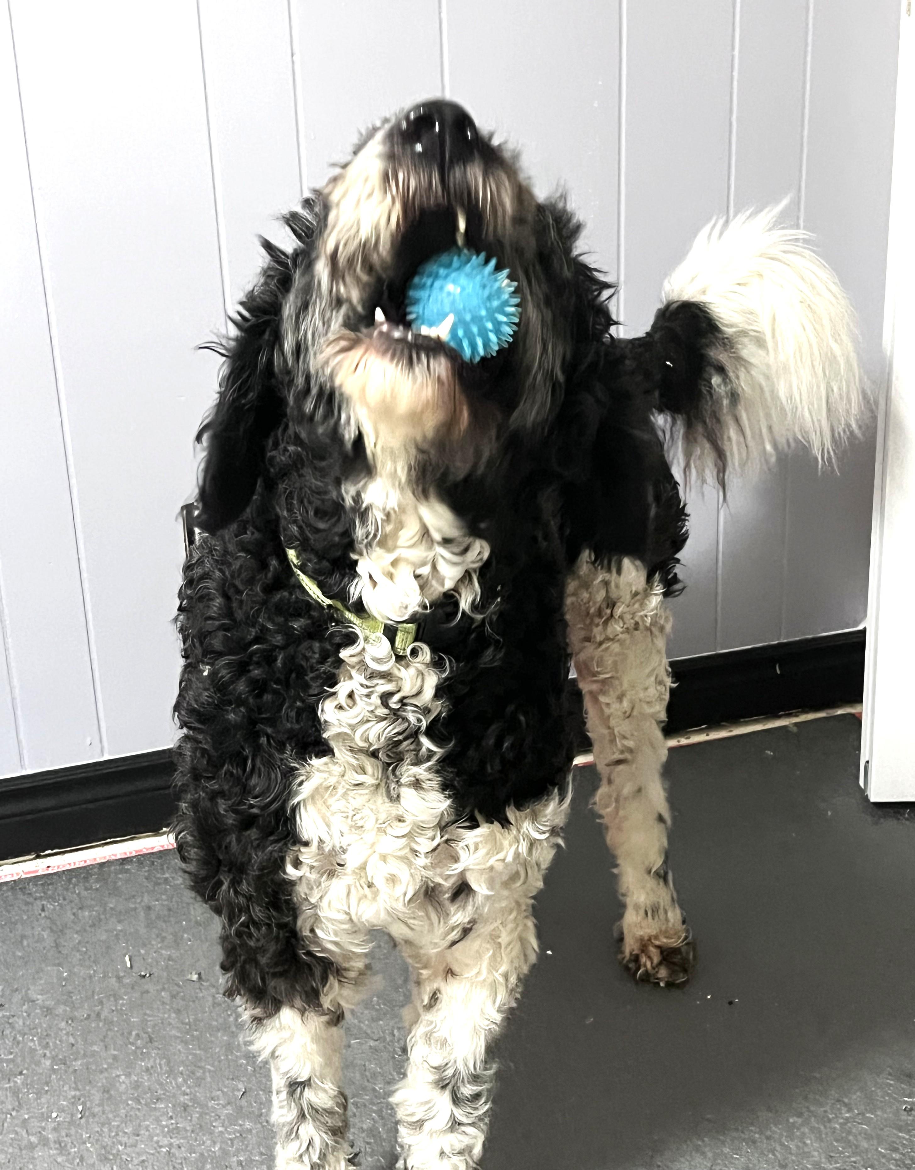 Enlarge Jasper (Great Family Pet), a ADOPTABLE Portuguese Water Dog in Ypsilanti, MI image 2/5