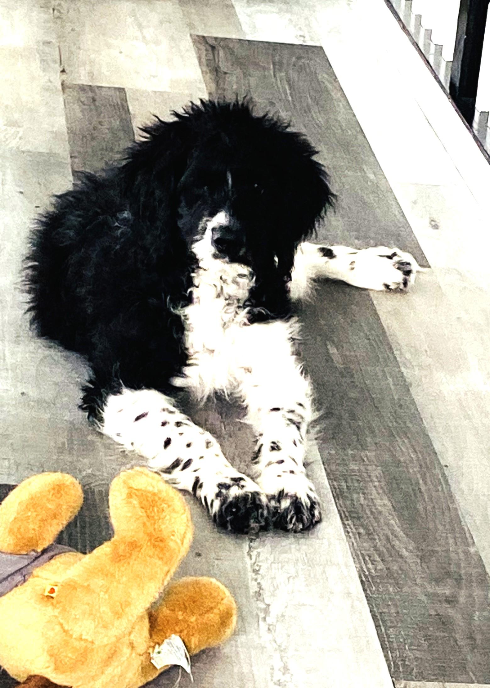 Enlarge Jasper (Great Family Pet), a ADOPTABLE Portuguese Water Dog in Ypsilanti, MI image 5/5