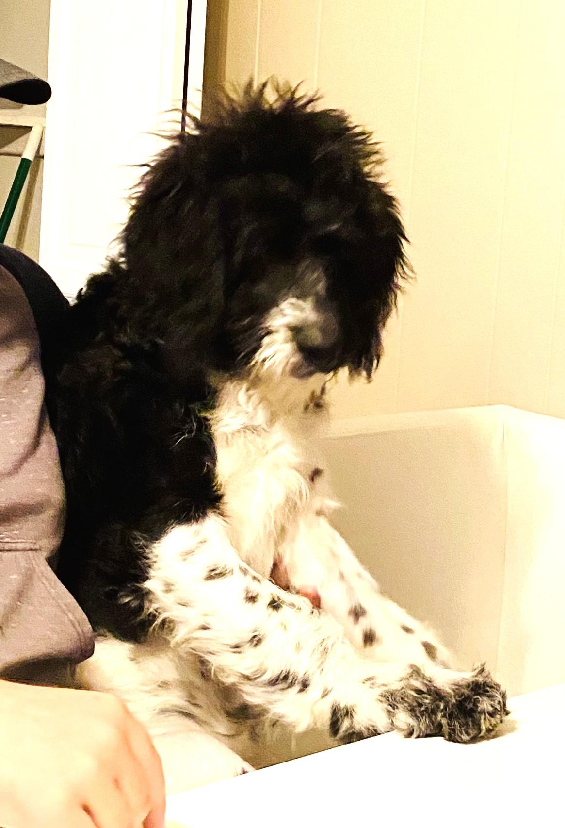 Enlarge Jasper (Great Family Pet), a ADOPTABLE Portuguese Water Dog in Ypsilanti, MI image 4/5