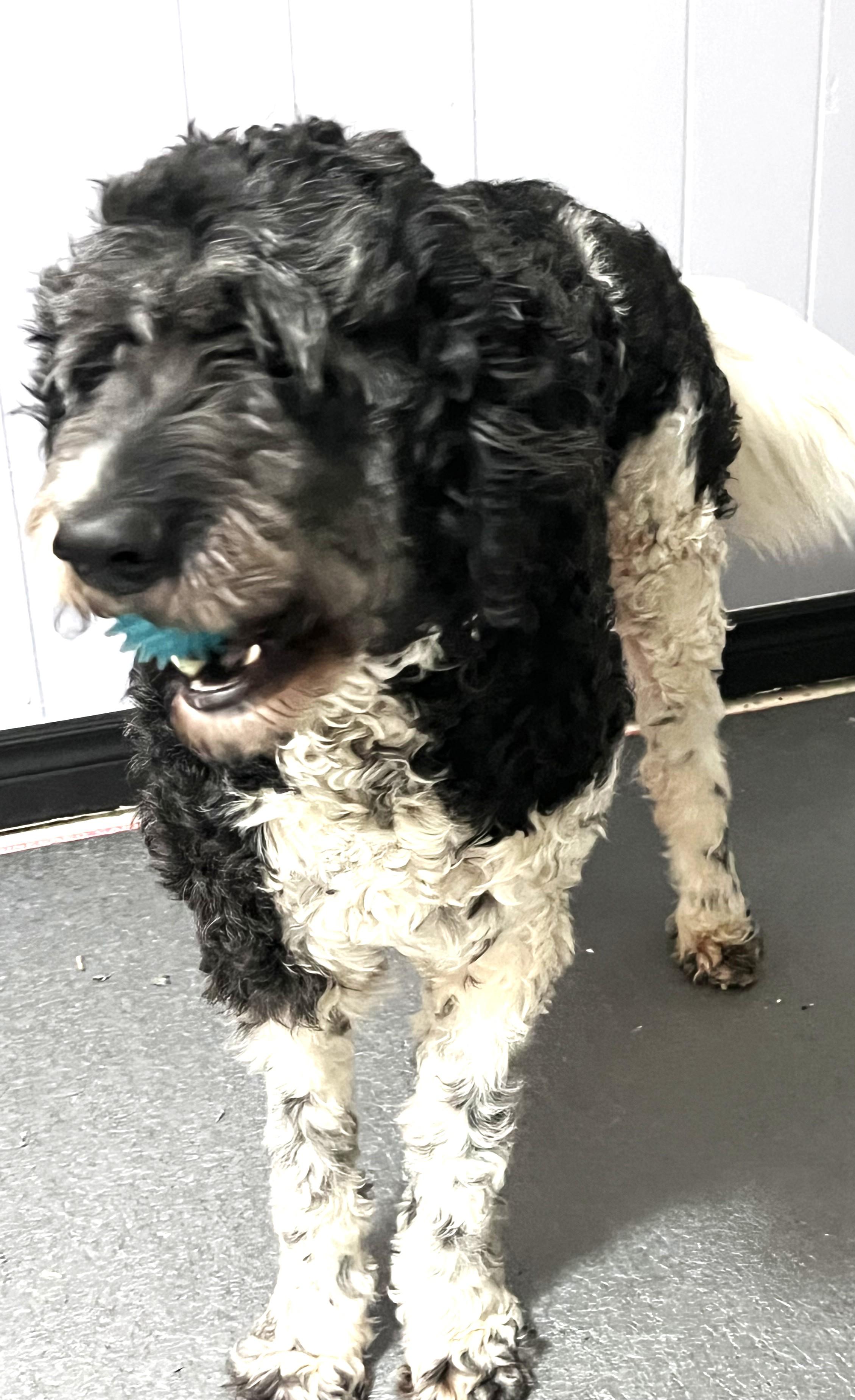 Jasper (Great Family Pet), ADOPTABLE, Adult Male Portuguese Water Dog.