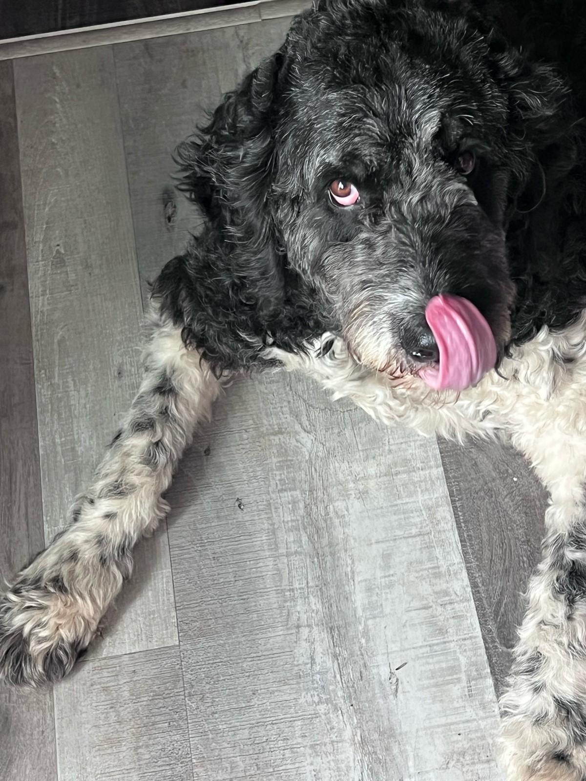 Enlarge Jasper (Great Family Pet), a ADOPTABLE Portuguese Water Dog in Ypsilanti, MI image 1/5