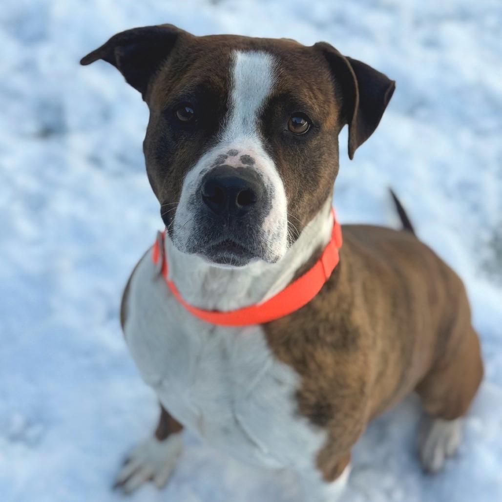 Cosmopolitan, Adoptable, Adult Female Staffordshire Bull Terrier & Pit Bull Terrier.