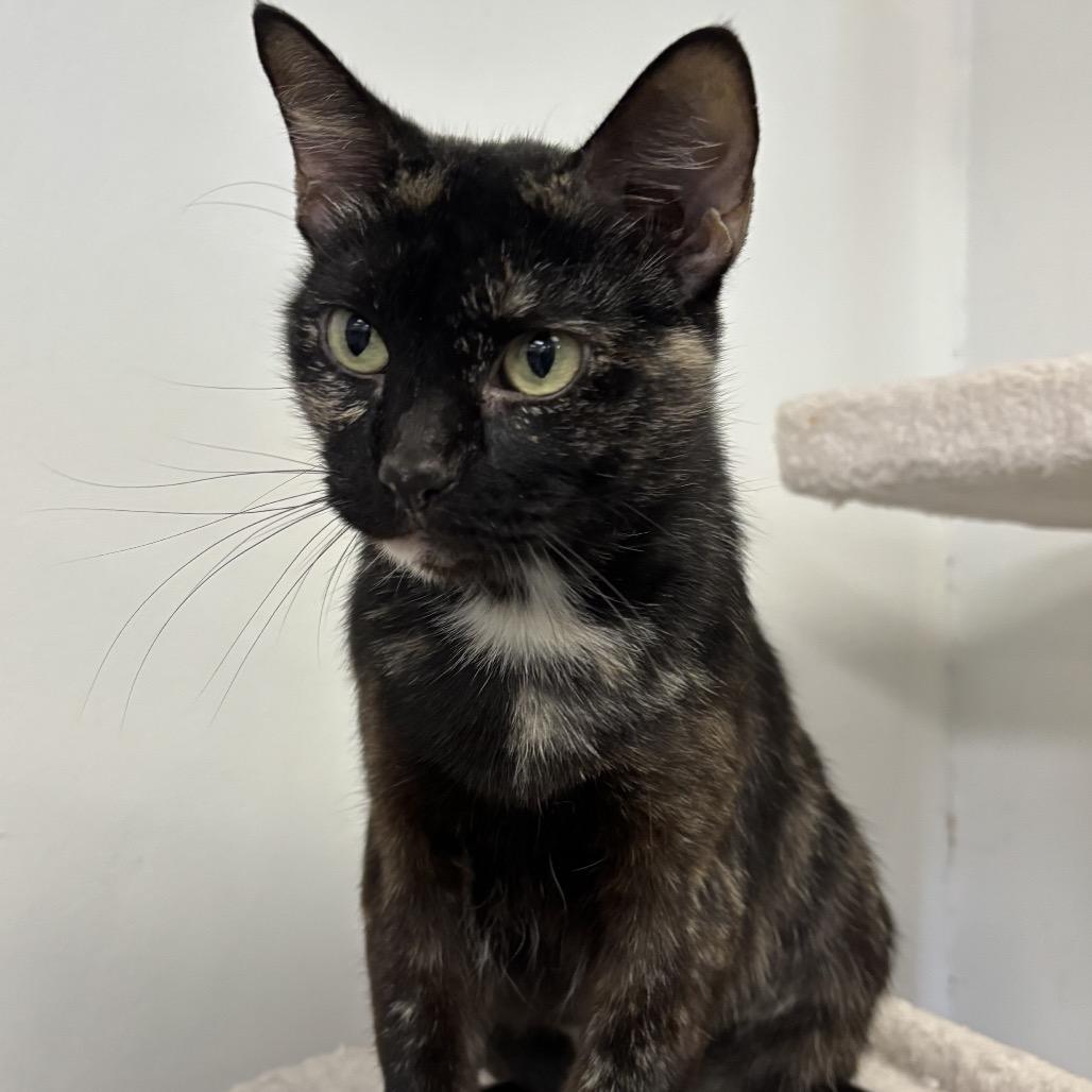 Sweet Pea, Adoptable, Adult Female Domestic Short Hair.