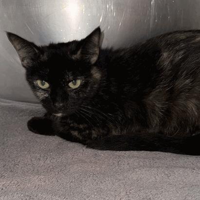 Enlarge Sweet Pea, a Adoptable Domestic Short Hair in Houston, TX image 2/3