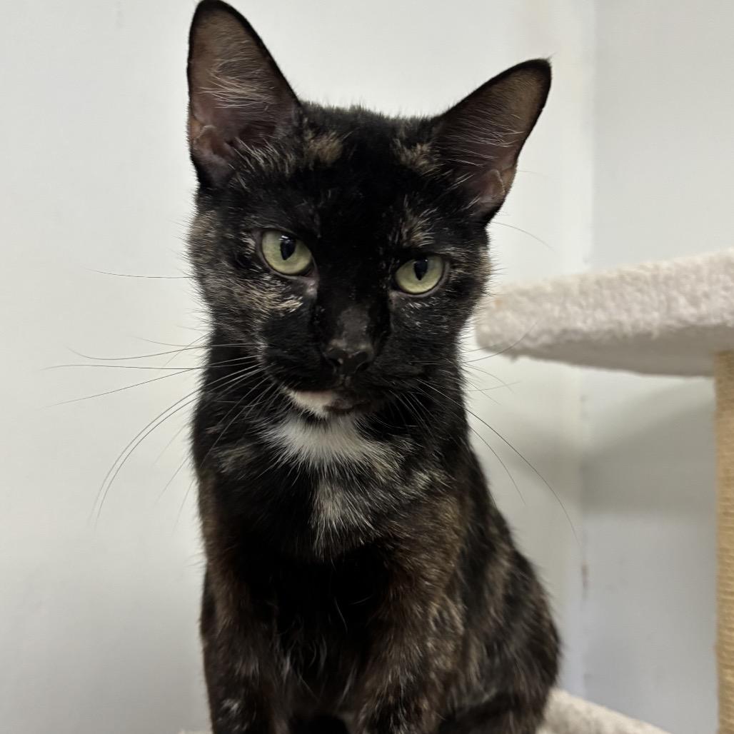 Enlarge Sweet Pea, a Adoptable Domestic Short Hair in Houston, TX image 3/3