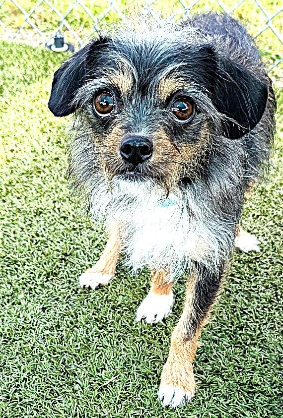 Enlarge Marble, a Adoptable mixed breed in Cape Coral, FL image 1/1