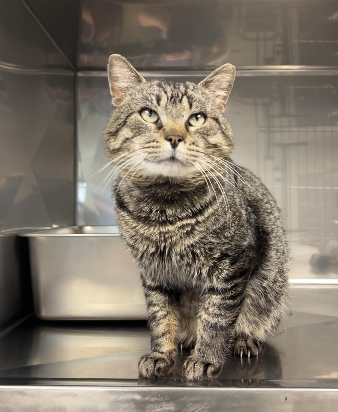 Enlarge Monkfish , a ADOPTABLE Domestic Short Hair in Montville, NJ image 2/2