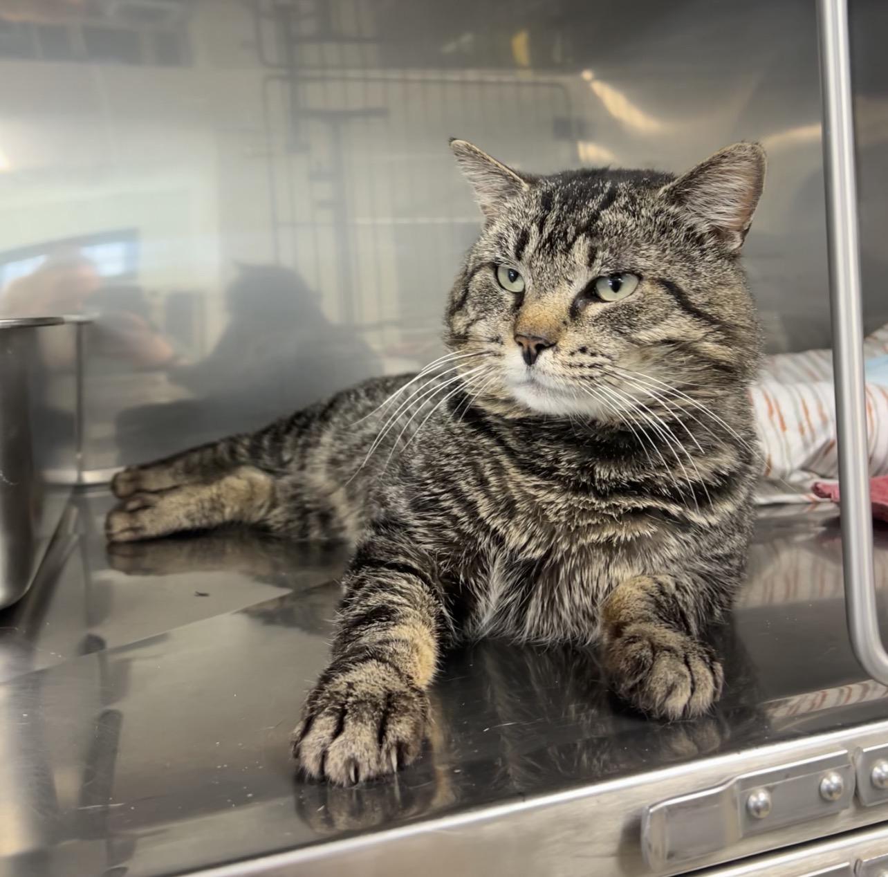 Monkfish , ADOPTABLE, Young Male Domestic Short Hair.