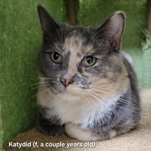 Katydid, Adoptable, Adult Female Dilute Calico.