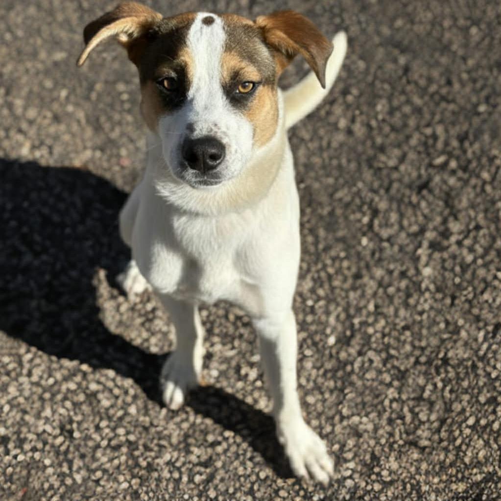 Enlarge Lukas, a Adoptable mixed breed in Phoenix, AZ image 2/6