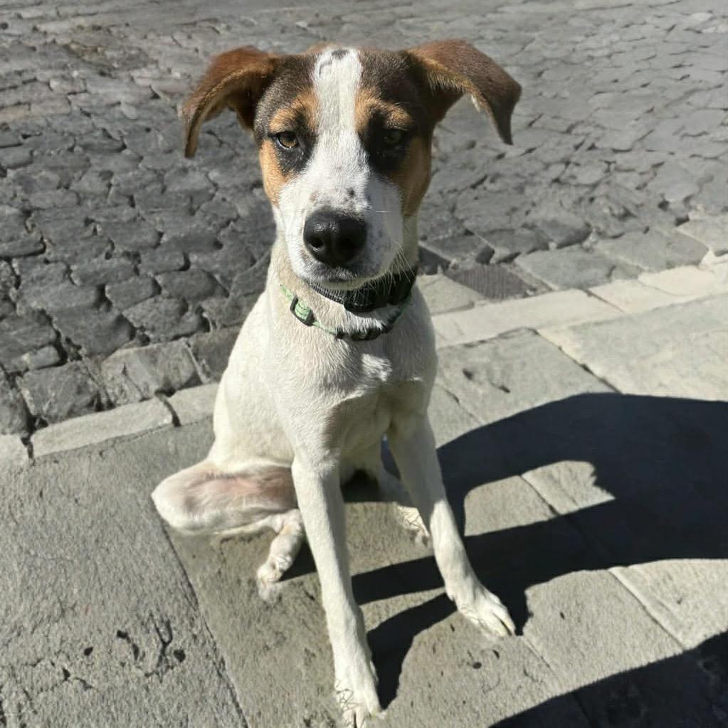 Enlarge Lukas, a Adoptable mixed breed in Phoenix, AZ image 3/6