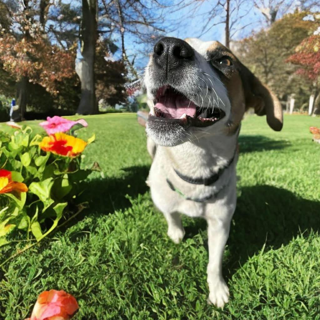 Enlarge Lukas, a Adoptable mixed breed in Phoenix, AZ image 4/6
