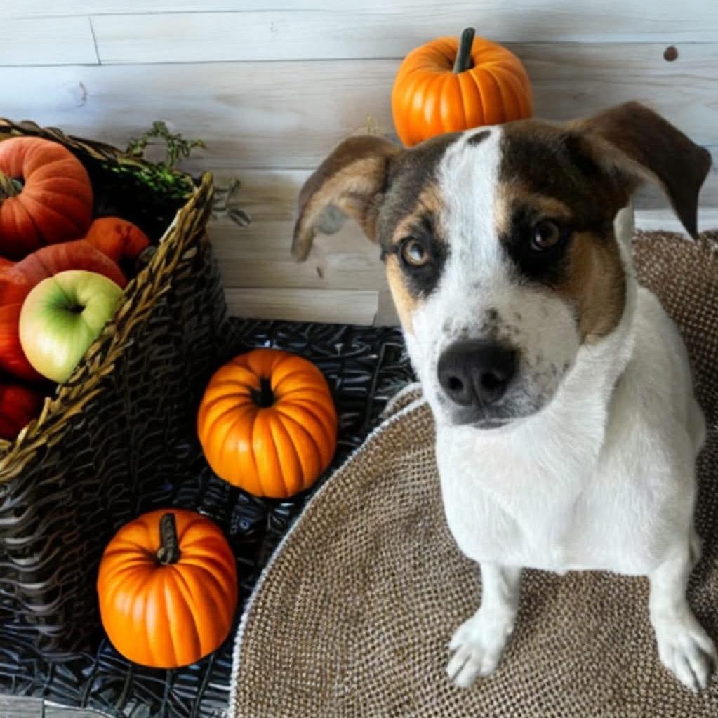 Enlarge Lukas, a Adoptable mixed breed in Phoenix, AZ image 5/6