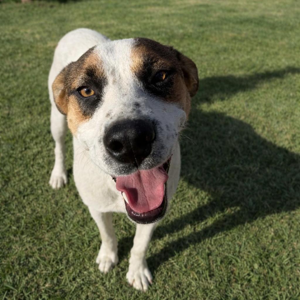 Lukas, a Adoptable mixed breed in Phoenix, AZ image 6/6