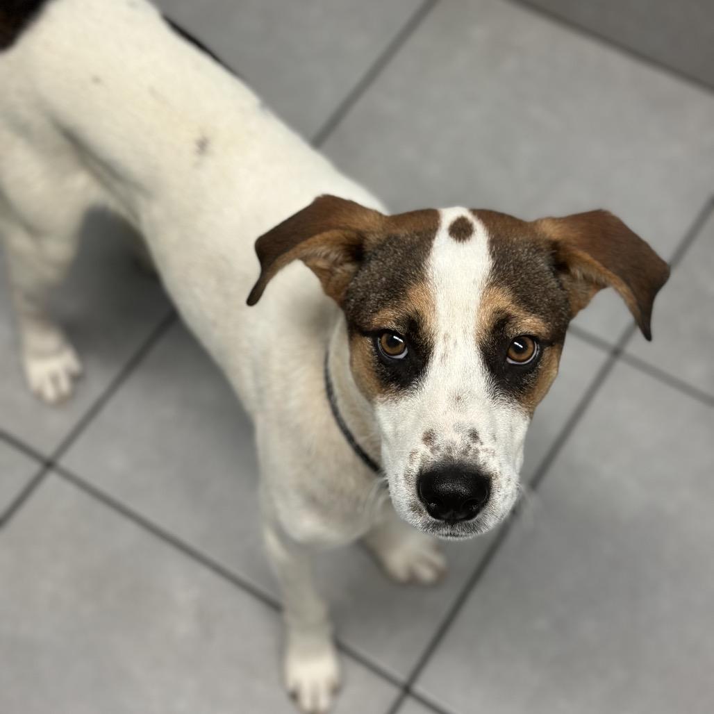 Enlarge Lukas, a Adoptable mixed breed in Phoenix, AZ image 6/6