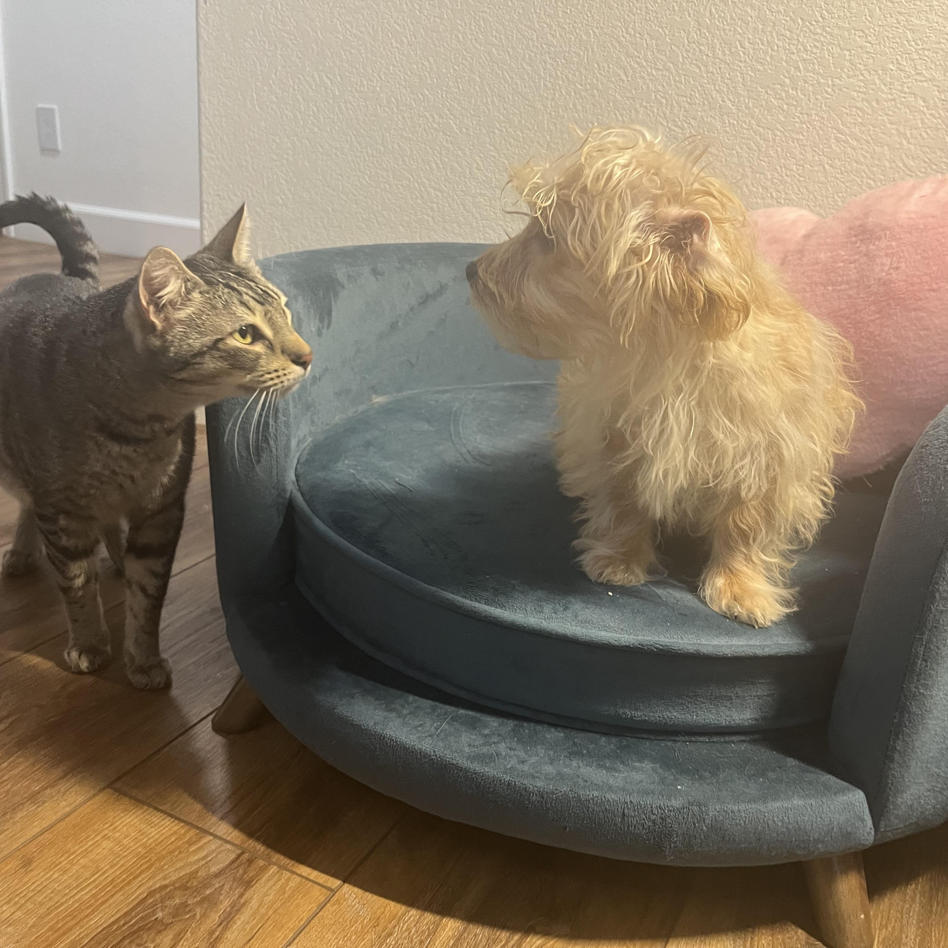 MILO THE MARVELOUS , ADOPTABLE, Puppy Male Miniature Poodle.