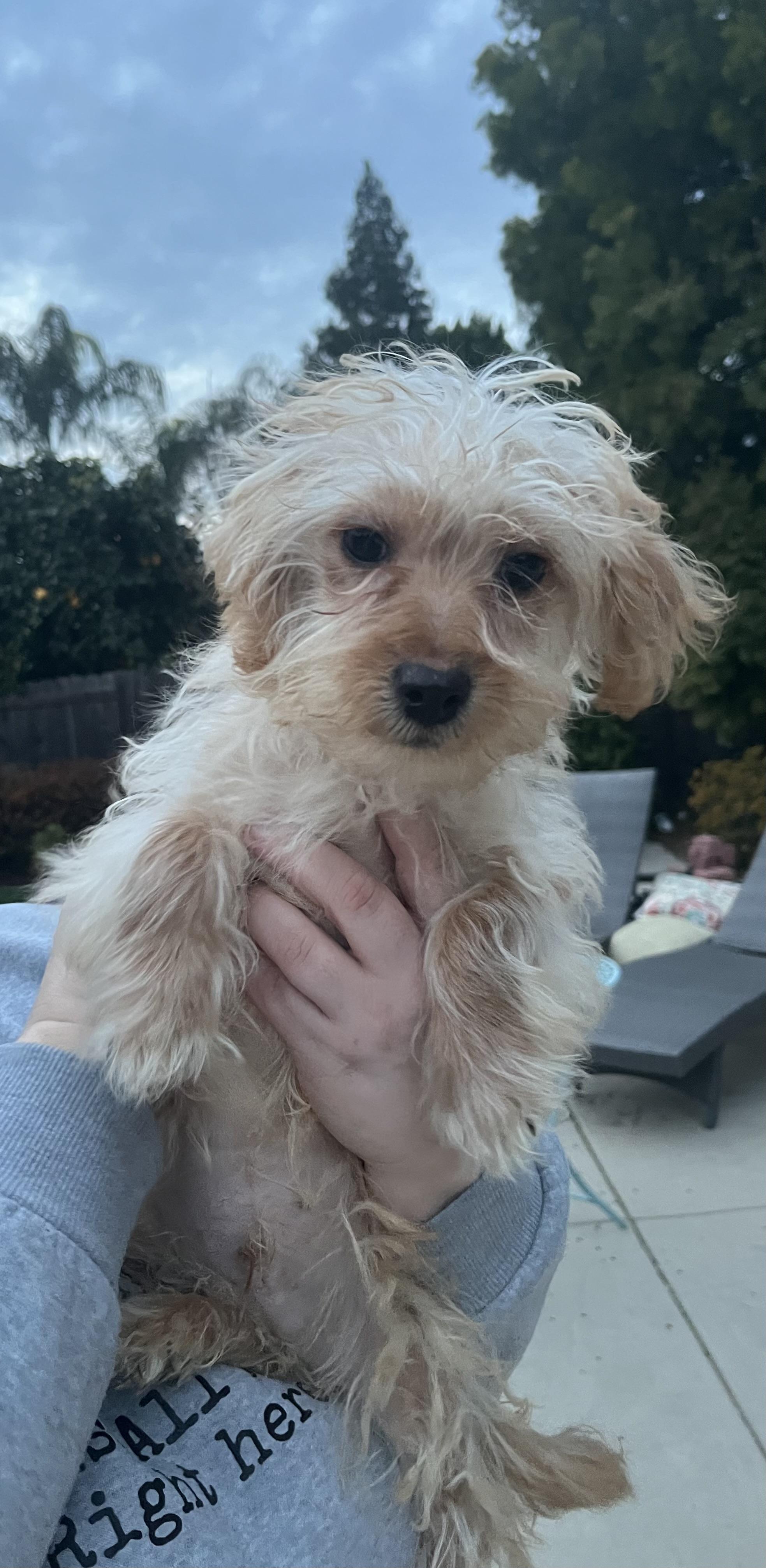 Enlarge MILO THE MARVELOUS , a ADOPTABLE Miniature Poodle in woodland, CA image 5/6