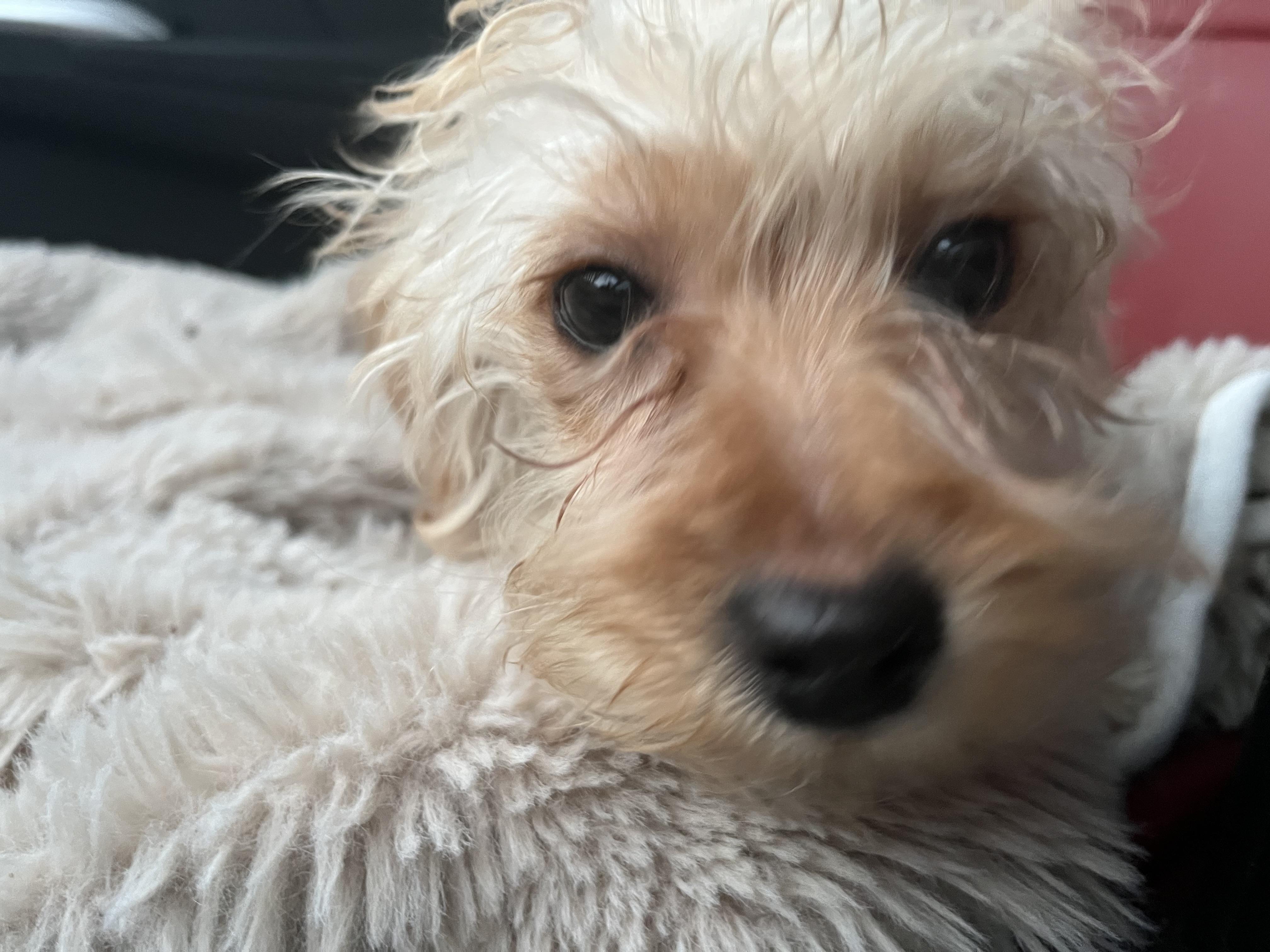 Enlarge MILO THE MARVELOUS , a ADOPTABLE Miniature Poodle in woodland, CA image 3/6