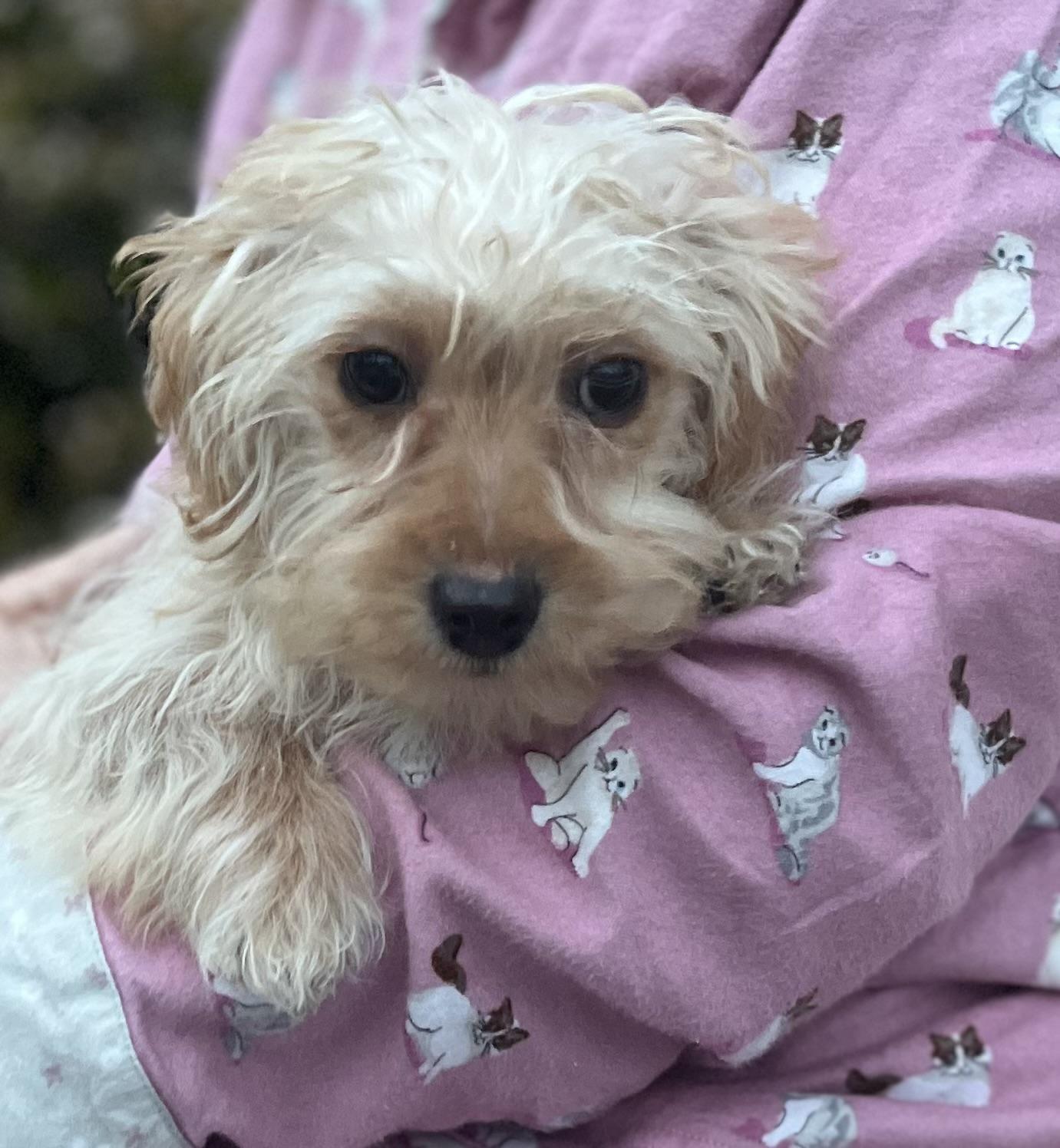 Enlarge MILO THE MARVELOUS , a ADOPTABLE Miniature Poodle in woodland, CA image 2/6