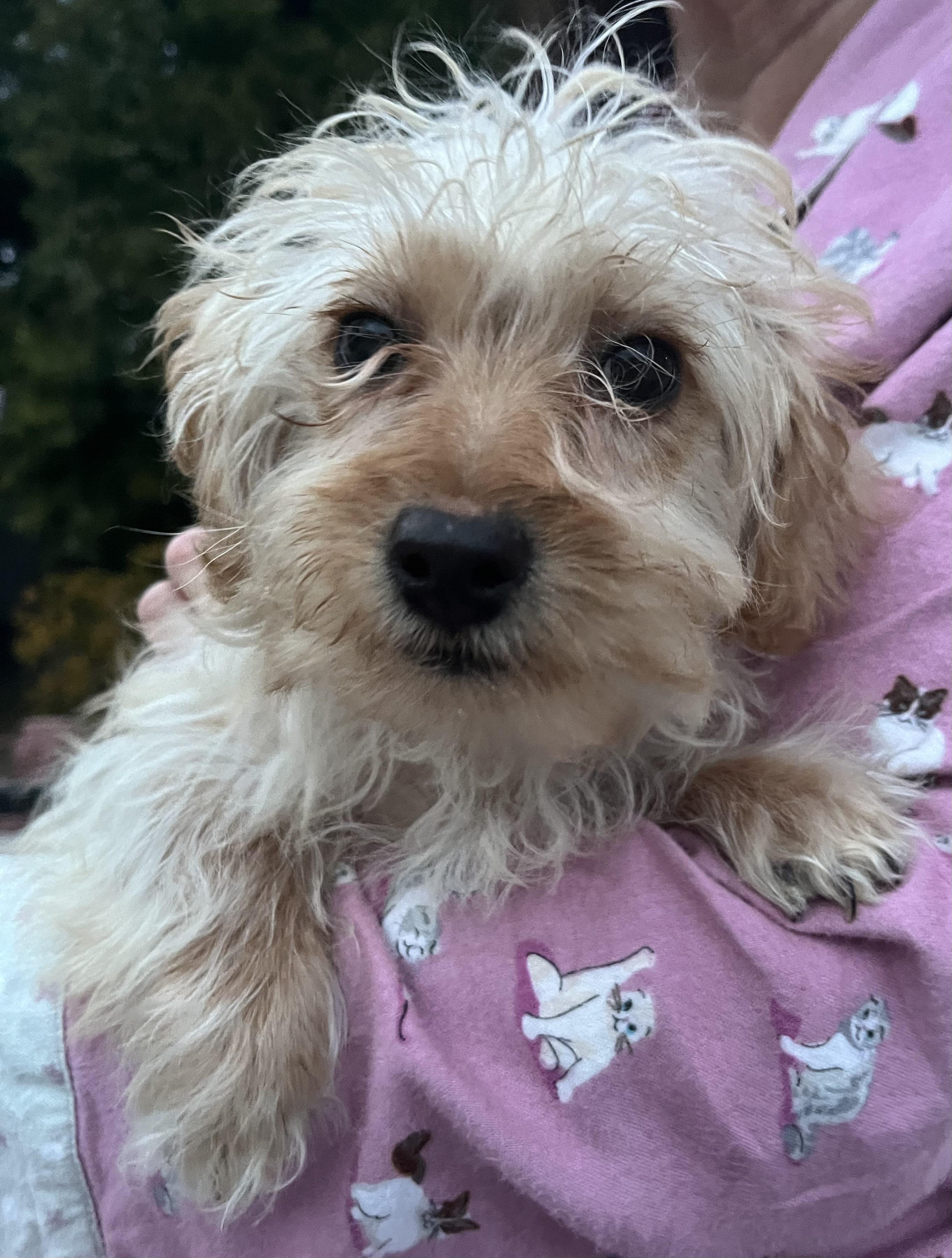 Enlarge MILO THE MARVELOUS , a ADOPTABLE Miniature Poodle in woodland, CA image 6/6