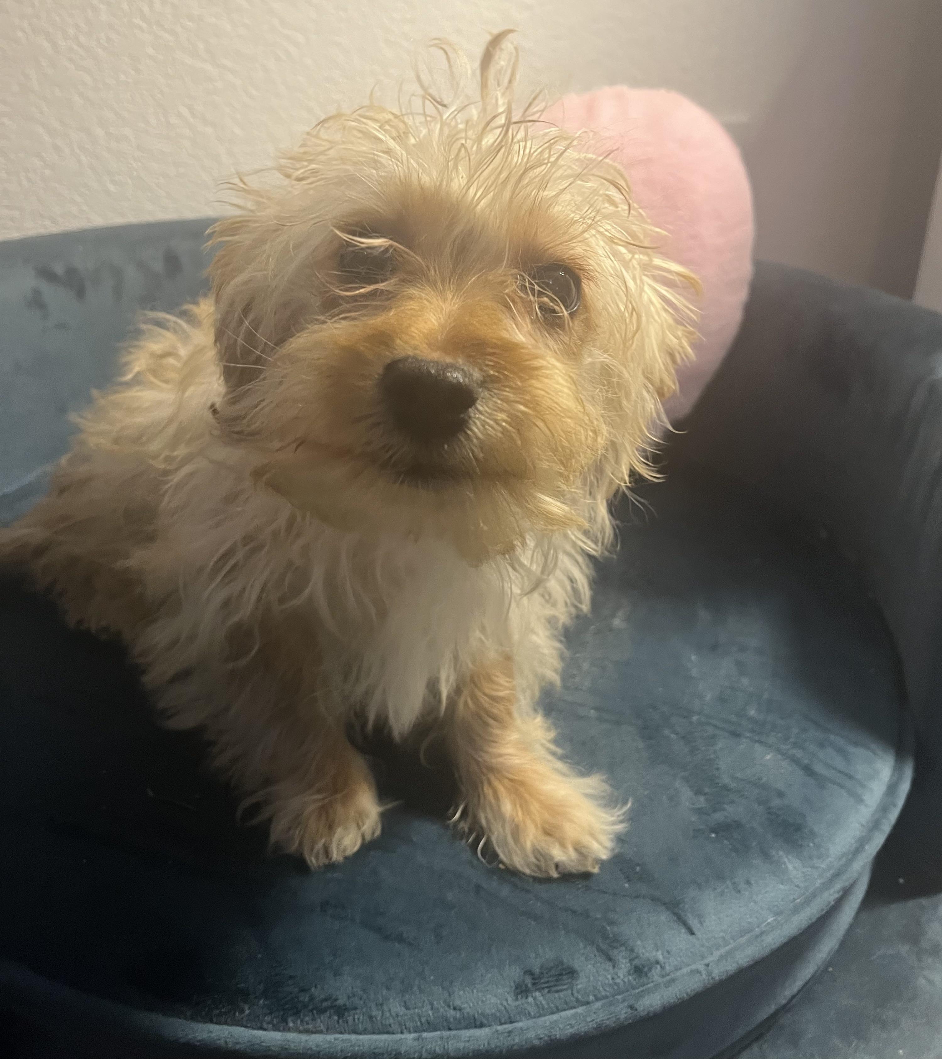 Enlarge MILO THE MARVELOUS , a ADOPTABLE Miniature Poodle in woodland, CA image 4/6