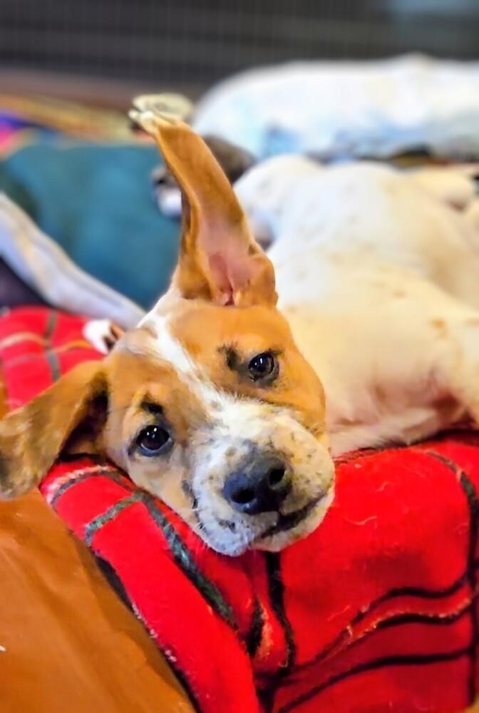 Mulberry, a Adoptable mixed breed in Evergreen, CO image 2/6