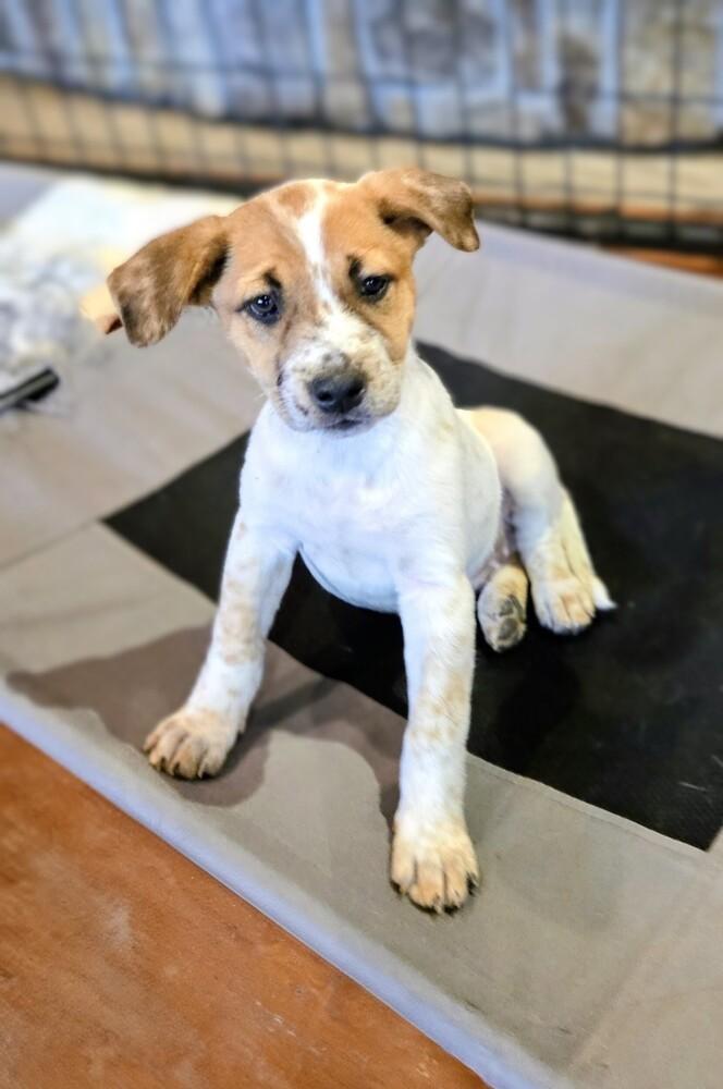 Mulberry, Adoptable, Puppy Female Australian Cattle Dog / Blue Heeler & Mixed Breed.