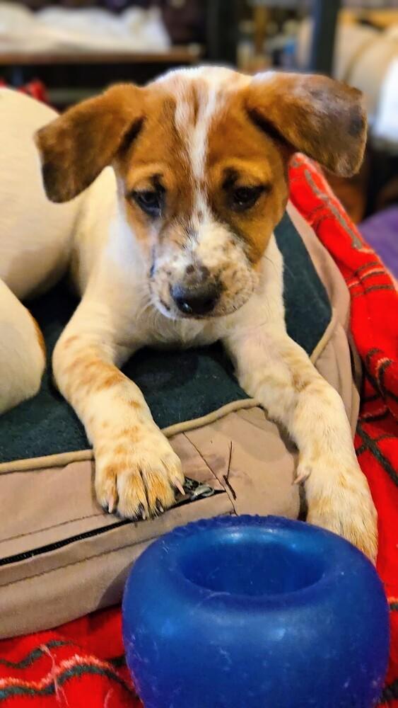 Mulberry, a Adoptable mixed breed in Evergreen, CO image 3/6