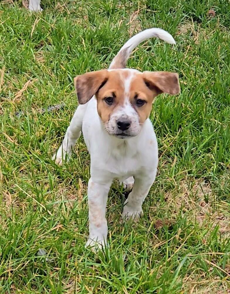 Mulberry, a Adoptable mixed breed in Evergreen, CO image 5/6