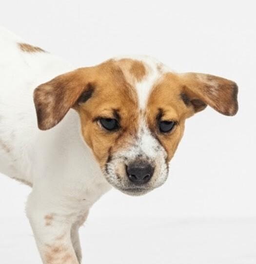 Mulberry, a Adoptable mixed breed in Evergreen, CO image 4/6