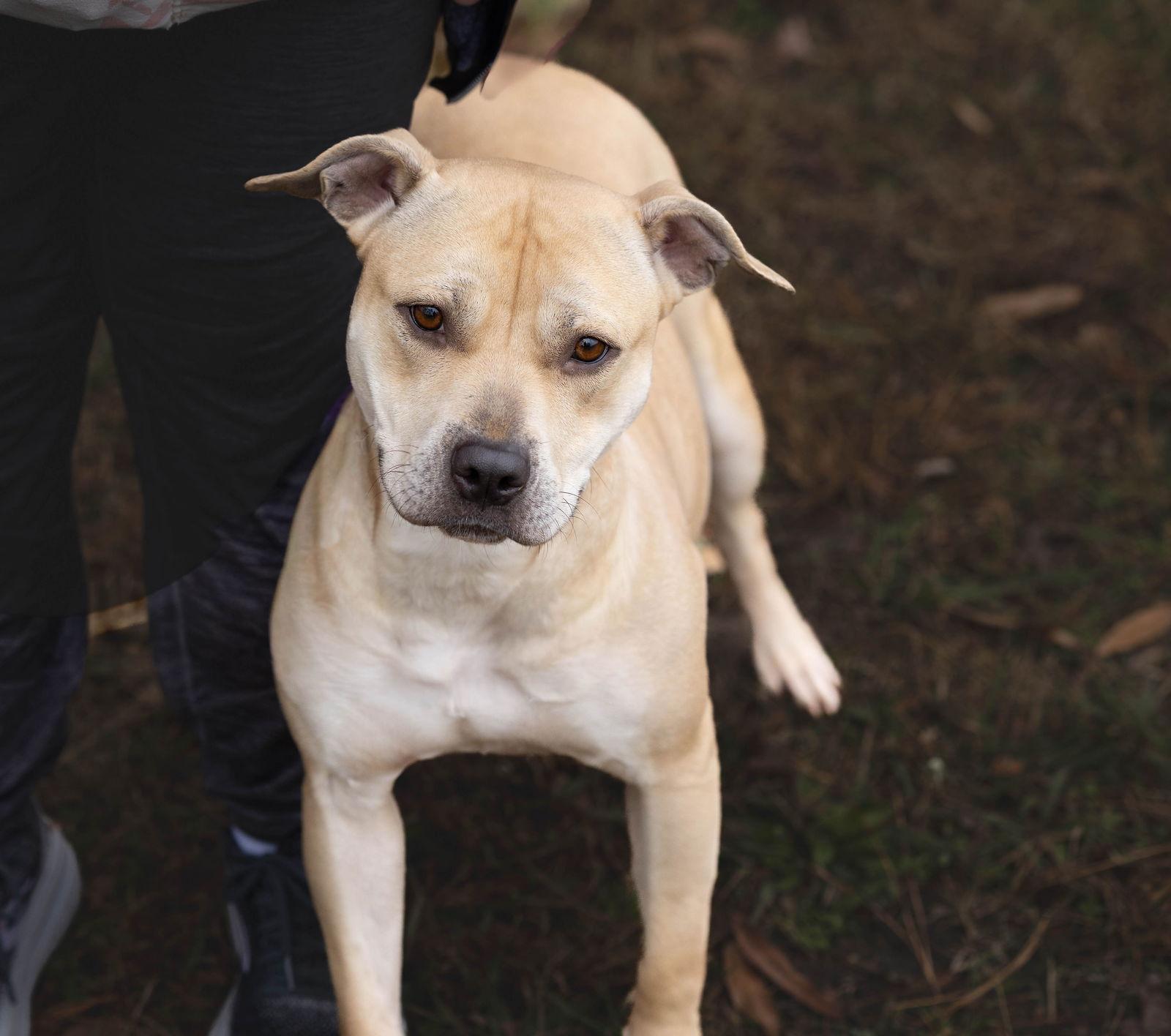 Daisy Mae, Adoptable, Adult Female Mixed Breed.