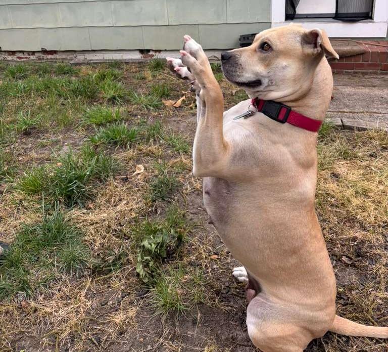 Daisy, Adoptable, Adult Female Mixed Breed.
