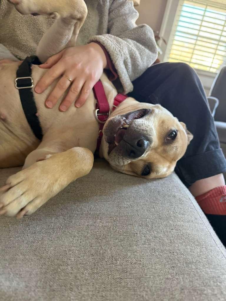 Enlarge Daisy Mae, a Adoptable Mixed Breed in Durham, NC image 1/3