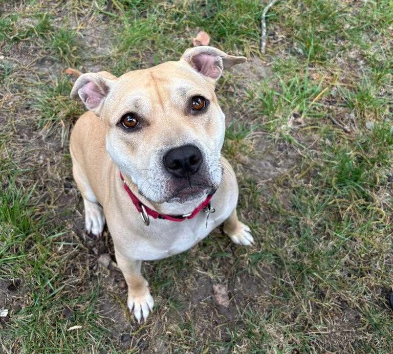 Daisy, a Adoptable Mixed Breed in Durham, NC image 2/3