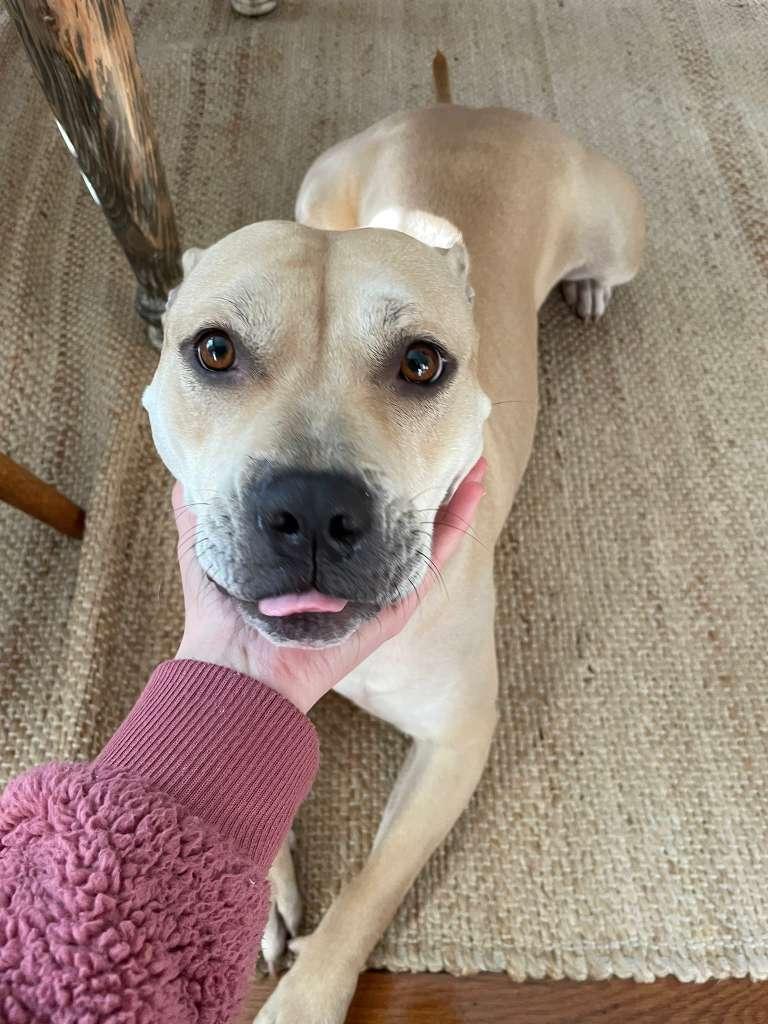 Enlarge Daisy Mae, a Adoptable Mixed Breed in Durham, NC image 2/3