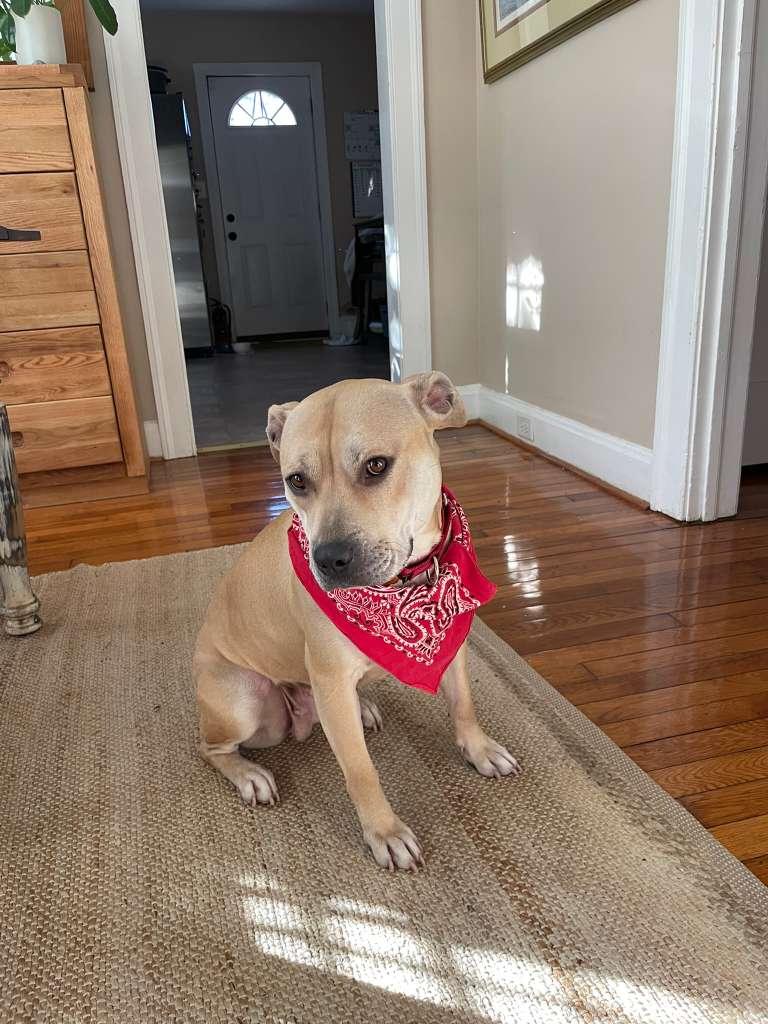 Enlarge Daisy Mae, a Adoptable Mixed Breed in Durham, NC image 3/3