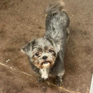 Spirit, Adoptable, Young Female Yorkshire Terrier.